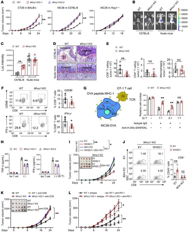 IFN gamma Antibody in Flow Cytometry (Flow)