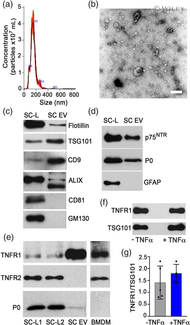 TNFR2 Antibody in Western Blot (WB)