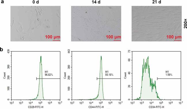 CD34 Antibody in Flow Cytometry (Flow)