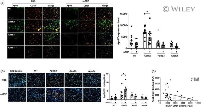 APOE Antibody in Immunohistochemistry (Frozen), Proximity Ligation Assay (PLA) (IHC (F), PLA)