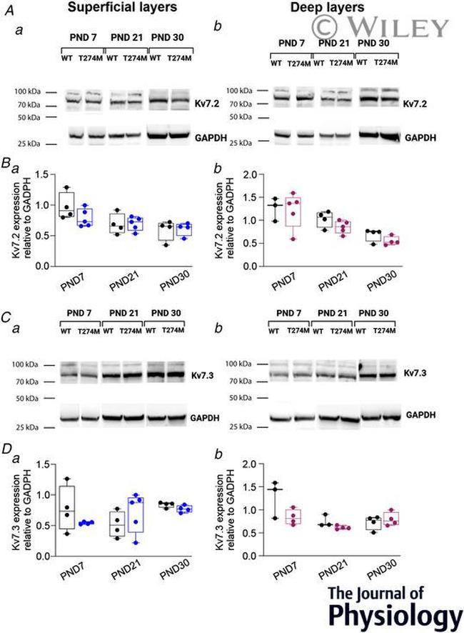 GAPDH Antibody in Western Blot (WB)