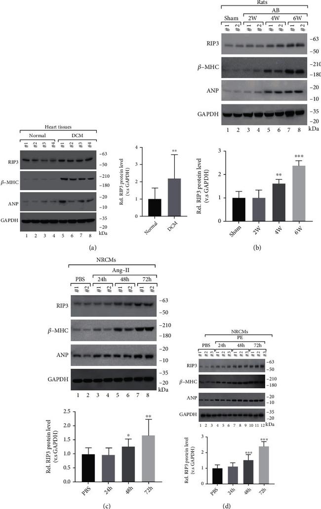 GAPDH Antibody in Western Blot (WB)