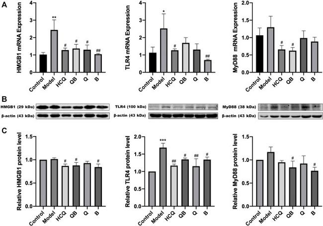 TLR4 Antibody in Western Blot (WB)