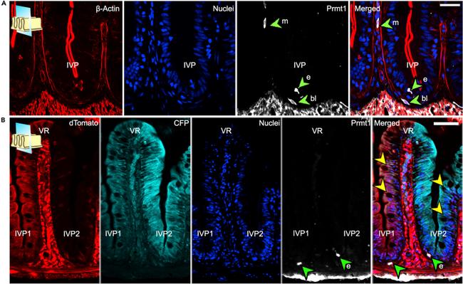 beta Actin Antibody in Immunohistochemistry (PFA fixed) (IHC (PFA))