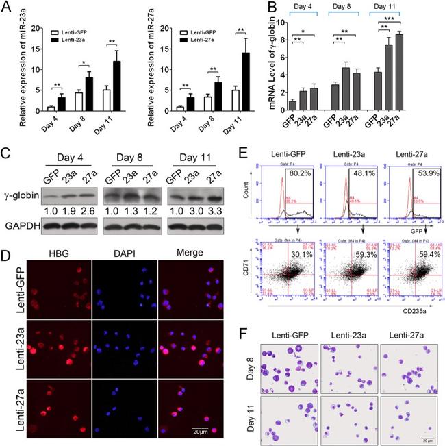 CD71 (Transferrin Receptor) Antibody in Flow Cytometry (Flow)