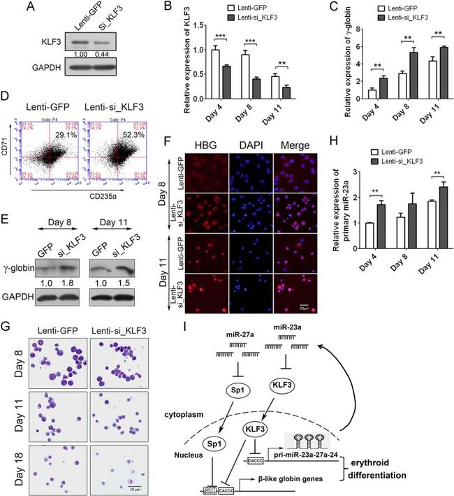 CD71 (Transferrin Receptor) Antibody in Flow Cytometry (Flow)