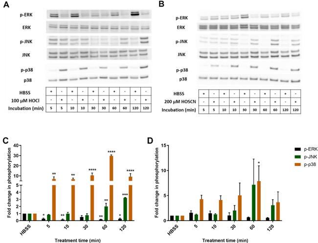 ERK1/ERK2 Antibody in Western Blot (WB)