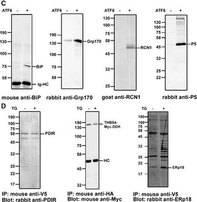 Mouse IgG (H+L) Highly Cross-Adsorbed Secondary Antibody in Western Blot (WB)