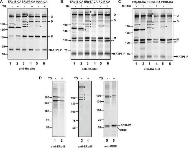 Mouse IgG (H+L) Highly Cross-Adsorbed Secondary Antibody in Western Blot (WB)