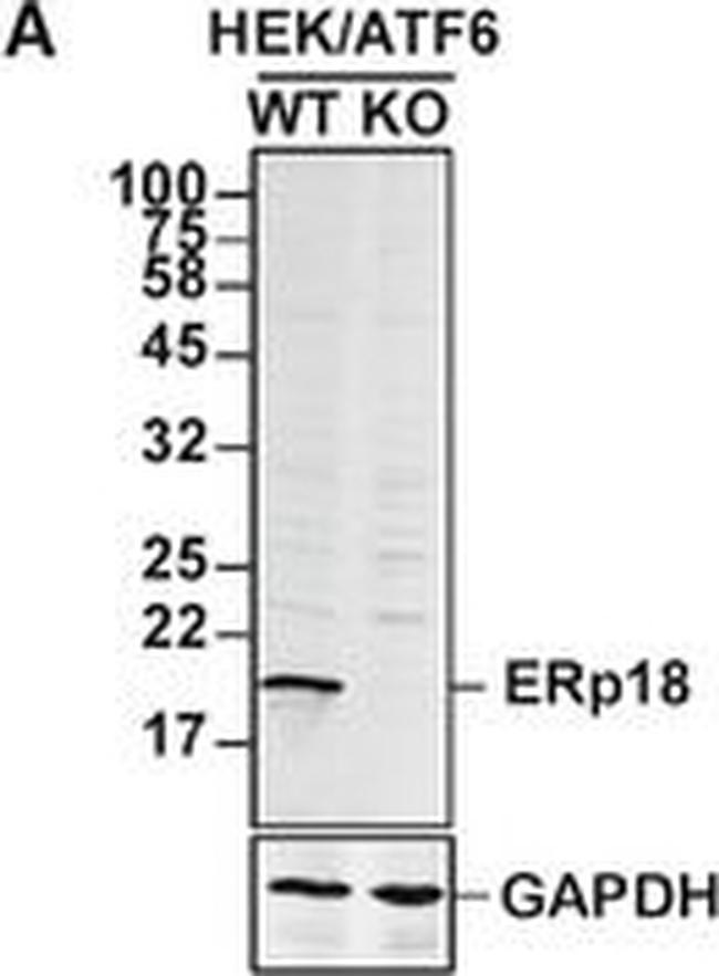 Mouse IgG (H+L) Highly Cross-Adsorbed Secondary Antibody in Western Blot (WB)