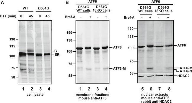 Mouse IgG (H+L) Highly Cross-Adsorbed Secondary Antibody in Western Blot (WB)