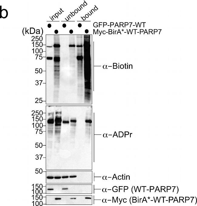 Mouse IgG (H+L) Secondary Antibody in Western Blot (WB)