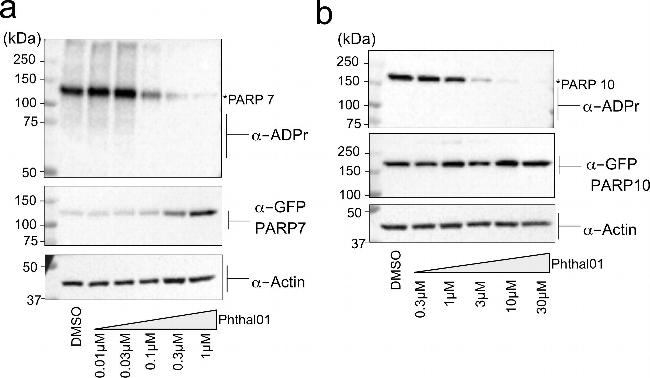 Mouse IgG (H+L) Secondary Antibody in Western Blot (WB)