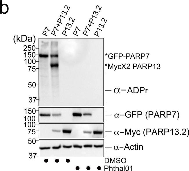 Mouse IgG (H+L) Secondary Antibody in Western Blot (WB)