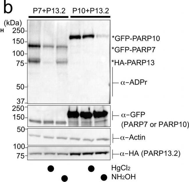 Mouse IgG (H+L) Secondary Antibody in Western Blot (WB)