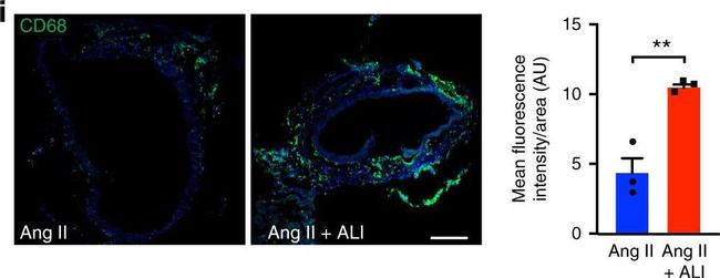 Rat IgG (H+L) Cross-Adsorbed Secondary Antibody in Immunohistochemistry (Frozen) (IHC (F))