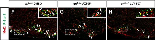 Rabbit IgG (H+L) Cross-Adsorbed Secondary Antibody in Immunohistochemistry (Frozen) (IHC (F))