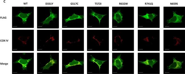 Rabbit IgG (H+L) Highly Cross-Adsorbed Secondary Antibody in Immunocytochemistry (ICC/IF)