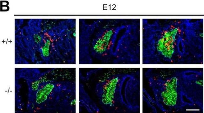 Mouse IgG (H+L) Cross-Adsorbed Secondary Antibody in Immunohistochemistry (Frozen) (IHC (F))