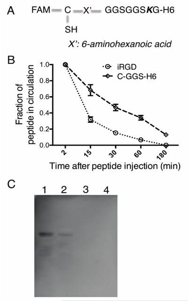 Fluorescein/Oregon Green Antibody in Western Blot (WB)