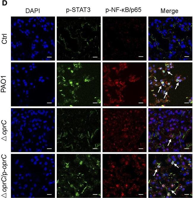 Mouse IgG (H+L) Cross-Adsorbed Secondary Antibody in Immunohistochemistry (Frozen) (IHC (F))