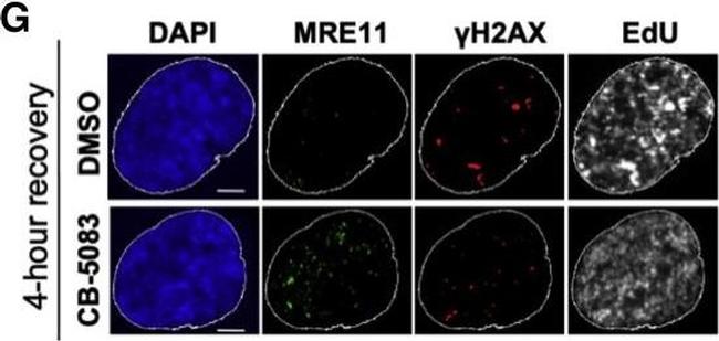 Rabbit IgG (H+L) Cross-Adsorbed Secondary Antibody in Immunocytochemistry (ICC/IF)