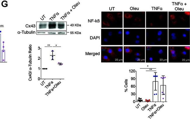 Mouse IgG (H+L) Highly Cross-Adsorbed Secondary Antibody in Immunocytochemistry (ICC/IF)