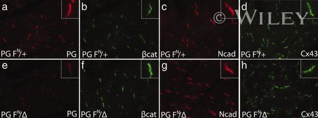 EOMES Antibody in Flow Cytometry (Flow)