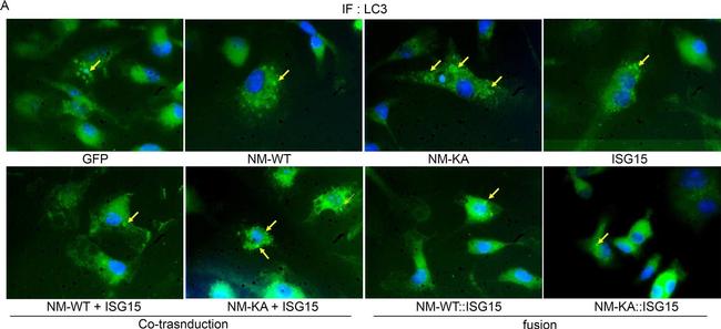 Rabbit IgG (H+L) Highly Cross-Adsorbed Secondary Antibody in Immunocytochemistry (ICC/IF)