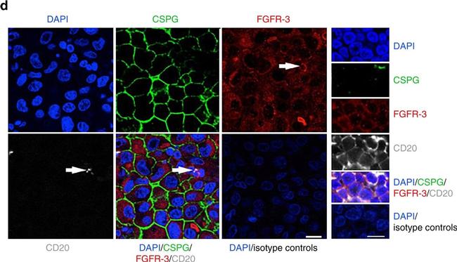 Mouse IgG1 Cross-Adsorbed Secondary Antibody in Immunocytochemistry (ICC/IF)