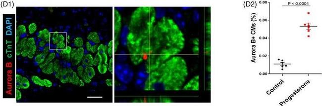 Mouse IgG (H+L) Highly Cross-Adsorbed Secondary Antibody in Immunohistochemistry (Paraffin) (IHC (P))