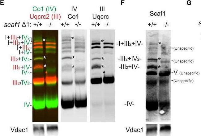 Rabbit IgG (H+L) Cross-Adsorbed Secondary Antibody in Western Blot (WB)