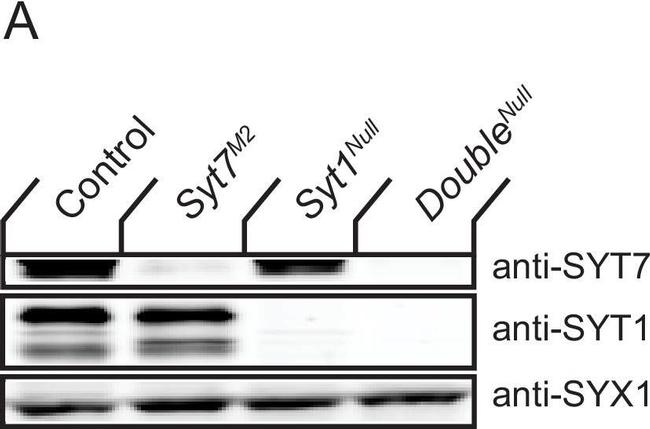 Rabbit IgG (H+L) Highly Cross-Adsorbed Secondary Antibody in Western Blot (WB)