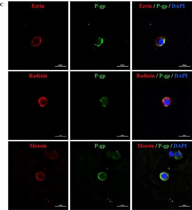 Rabbit IgG (H+L) Cross-Adsorbed Secondary Antibody in Immunocytochemistry (ICC/IF)