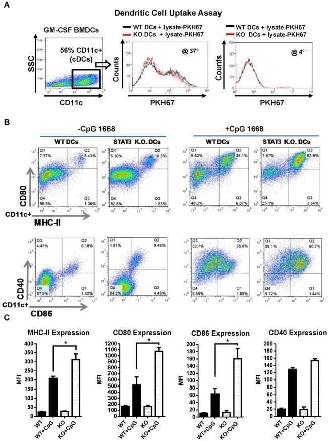 MHC Class II (I-A/I-E) Antibody in Flow Cytometry (Flow)