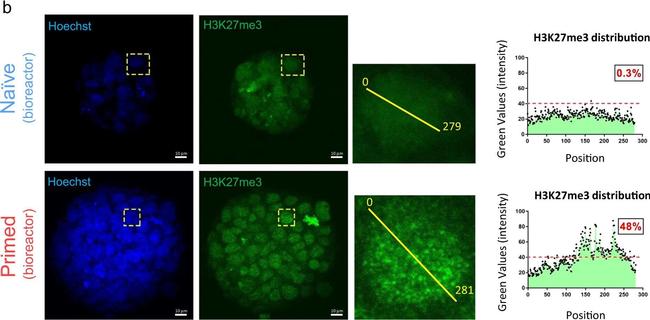 Rabbit IgG (H+L) Highly Cross-Adsorbed Secondary Antibody in Immunocytochemistry (ICC/IF)