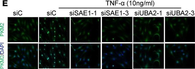 Rabbit IgG (H+L) Highly Cross-Adsorbed Secondary Antibody in Immunocytochemistry (ICC/IF)