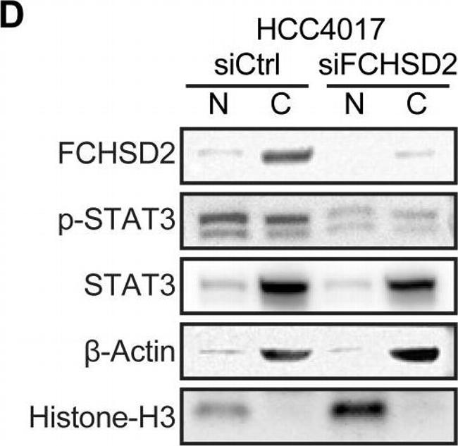 Rabbit IgG (H+L) Cross-Adsorbed Secondary Antibody in Western Blot (WB)