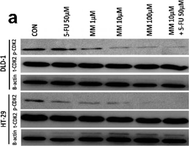 Rabbit IgG (H+L) Cross-Adsorbed Secondary Antibody in Western Blot (WB)