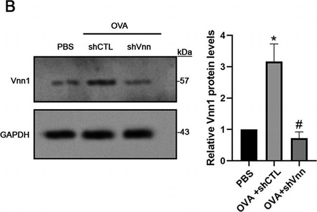 Rabbit IgG (H+L) Cross-Adsorbed Secondary Antibody in Western Blot (WB)