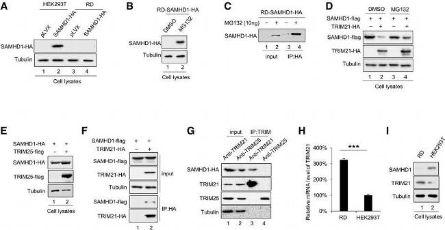 Mouse IgG (H+L) Highly Cross-Adsorbed Secondary Antibody in Western Blot (WB)