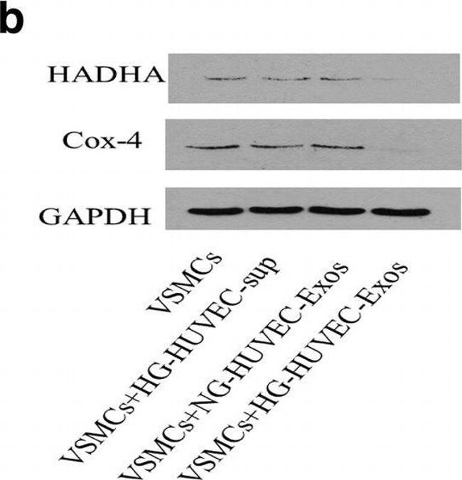 Mouse IgG (H+L) Highly Cross-Adsorbed Secondary Antibody in Western Blot (WB)