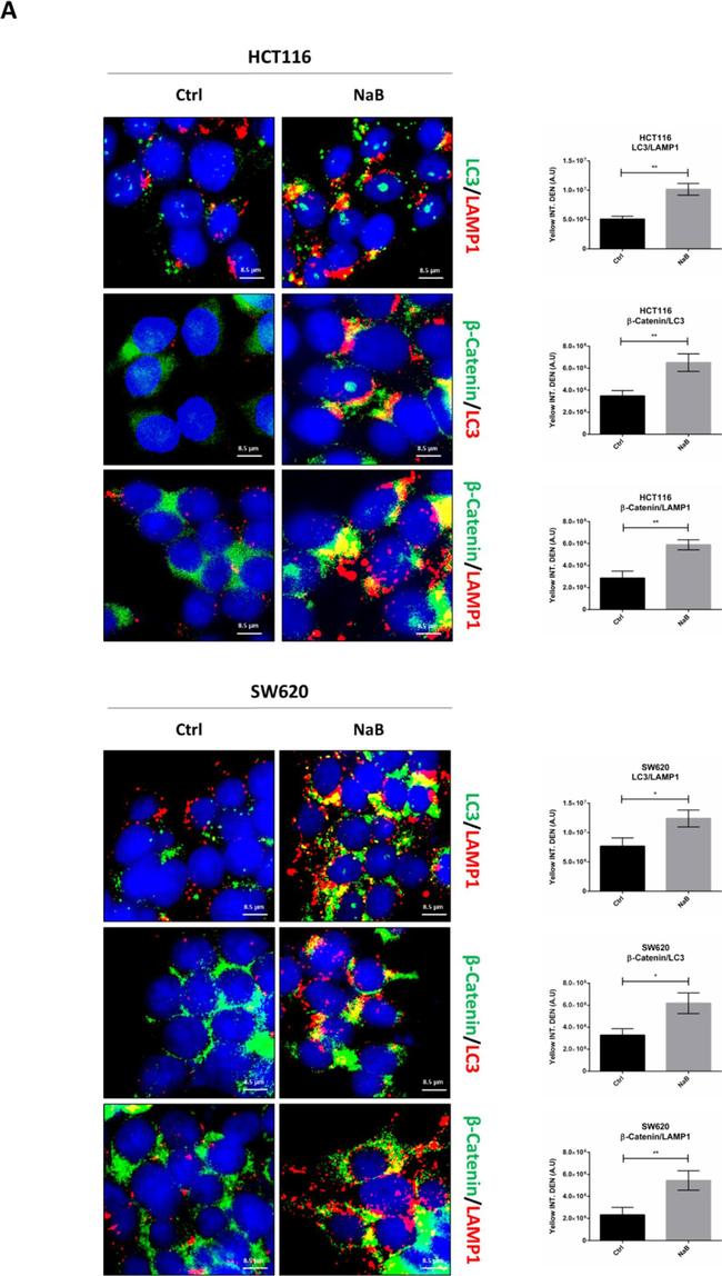 Mouse IgG (H+L) Highly Cross-Adsorbed Secondary Antibody in Immunocytochemistry (ICC/IF)