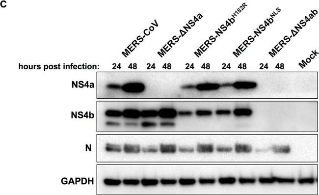 Mouse IgG (H+L) Secondary Antibody in Western Blot (WB)