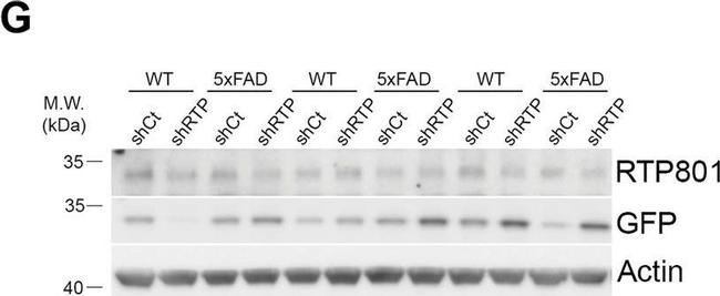 Mouse IgG (H+L) Secondary Antibody in Western Blot (WB)