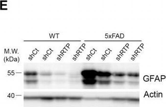 Mouse IgG (H+L) Secondary Antibody in Western Blot (WB)