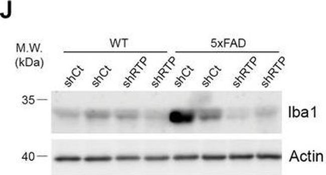 Mouse IgG (H+L) Secondary Antibody in Western Blot (WB)