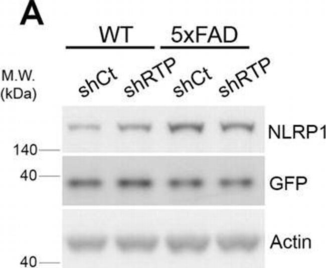 Mouse IgG (H+L) Secondary Antibody in Western Blot (WB)