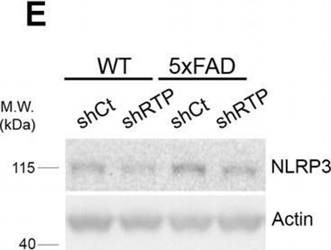 Mouse IgG (H+L) Secondary Antibody in Western Blot (WB)