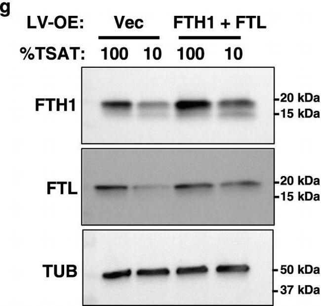 Rabbit IgG (H+L) Secondary Antibody in Western Blot (WB)